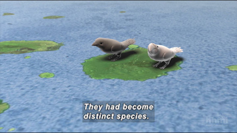 Graphic of island with birds that are similar except for coloring. Caption: They had become distinct species.