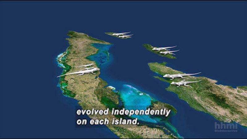 Graphic of four islands close to each other. Each island has lizards on it. Caption: evolved independently on each island.