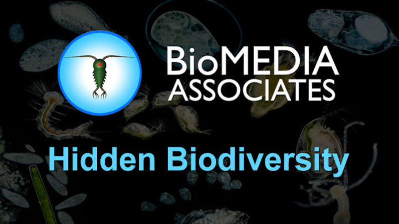 Still image from Hidden Biodiversity