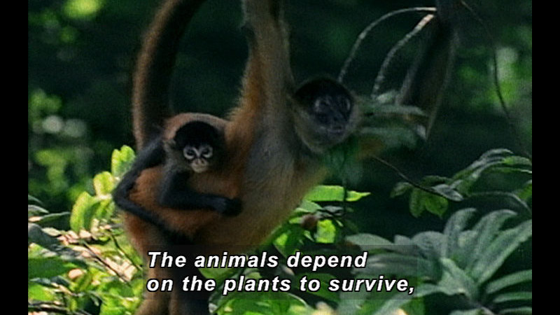 Adult primate with a baby on its back swinging from the trees. Caption: The animals depend on the plants to survive,