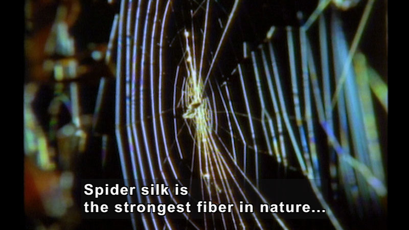 Closeup of a spider's web. Caption: Spider silk is the strongest fiber in nature…