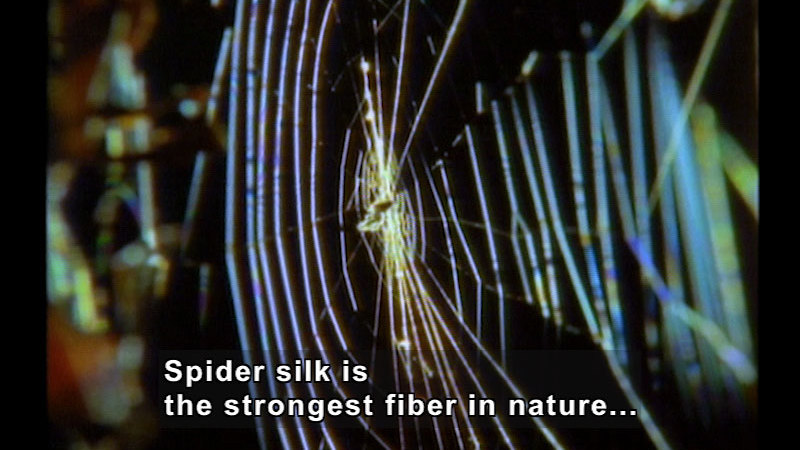 Still image from Wild Chronicles: Spiders