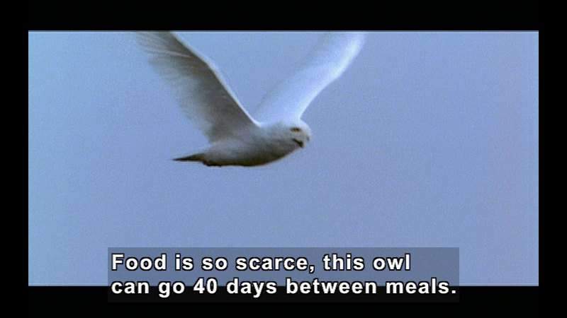 A white bird flying in the sky. Caption: Food is so scarce, this own can go 40 days between meals.