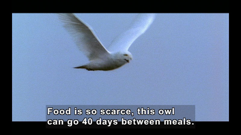 Still image from Wild Chronicles: Owl Habitats
