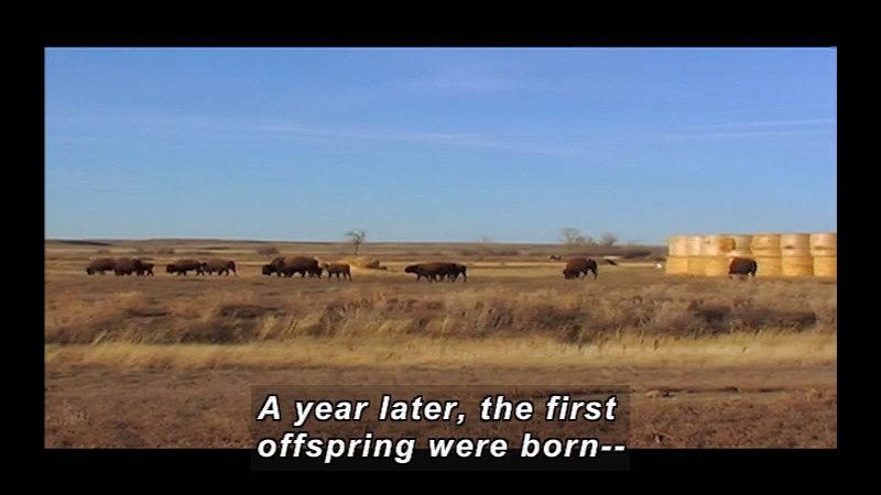A herd of bison with a few young ones on a brown, grassy plain. Caption: A year later, the first offspring were born--