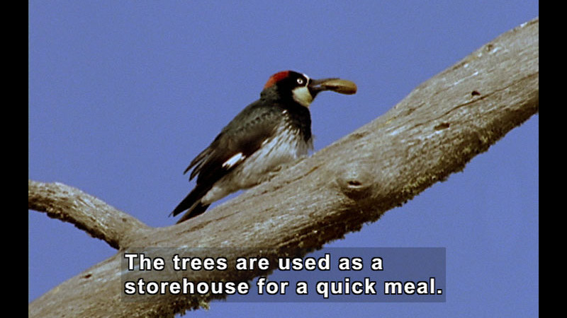 Black and white bird with a red spot on its head holds a seed while standing on a branch. Caption: The trees are used as a storehouse for a quick meal.