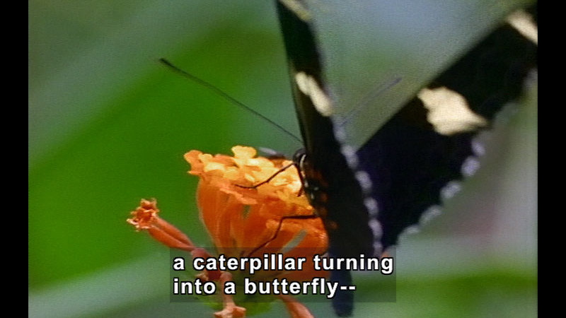 A black and yellow butterfly with orange spots feeding from a light orange flower. Caption: a caterpillar turning into a butterfly --