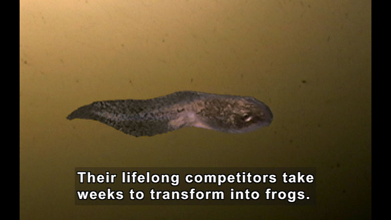 A tadpole swimming in murky water. Caption: Their lifelong competitors take weeks to transform into frogs.