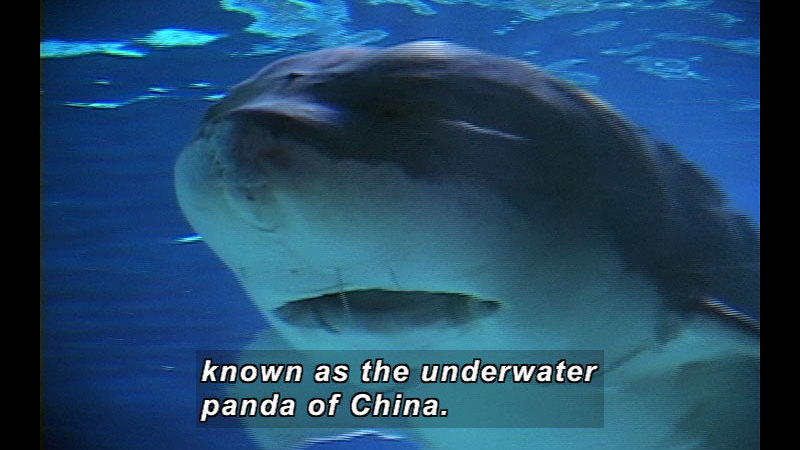 Large fish with a white underbelly and gray upper body. Caption: known as the underwater panda of China.