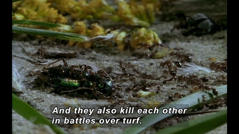 Closeup of ants swarming over a beetle. Caption: And they also kill each other in battles over turf.