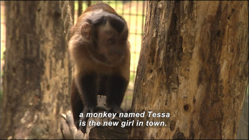 A monkey walking on all fours across a tree branch. Caption: a monkey named Tessa is the new girl in town.