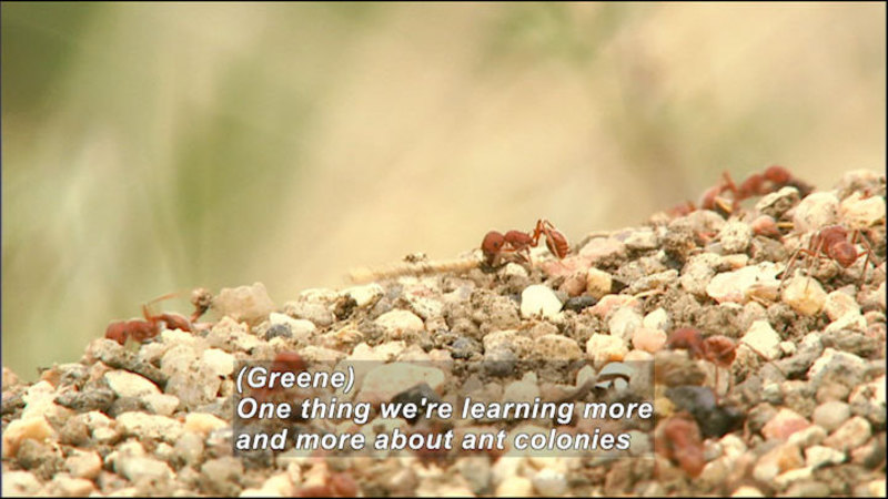 Ants crawling on the ground. Caption: (Greene) One thing we're learning more and more about ant colonies