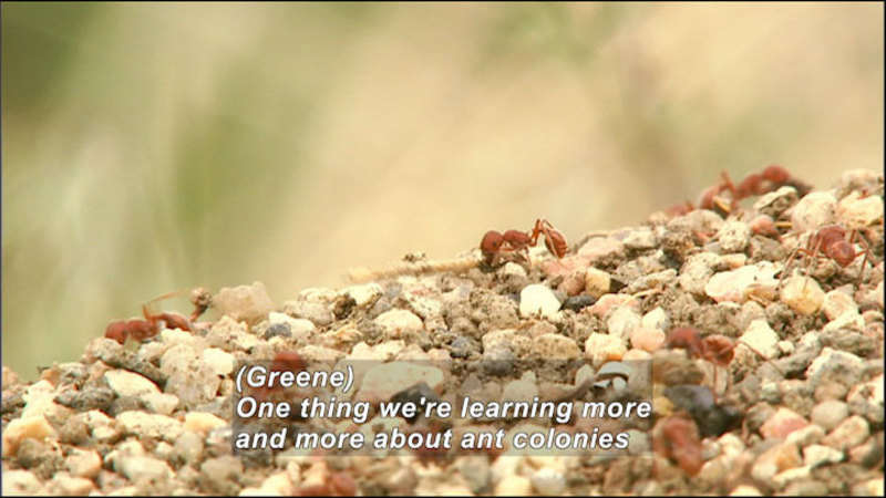 Still image from Wild Chronicles: Harvester Ants