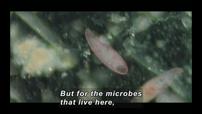Microscopic view of an oval-shaped organism. Caption: But for the microbes that live here,