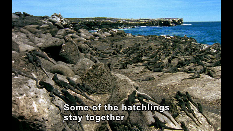 Many iguanas sunning themselves on rock outcroppings next to the ocean. Caption: Some of the hatchlings stay together