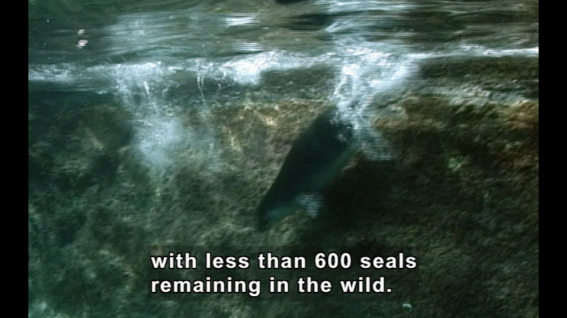 Seal breaking the surface of the water and diving downward. Caption: with less than 600 seals remaining in the wild.