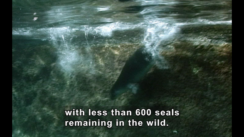 Still image from Wild Chronicles: Mediterranean Monk Seal Rescue