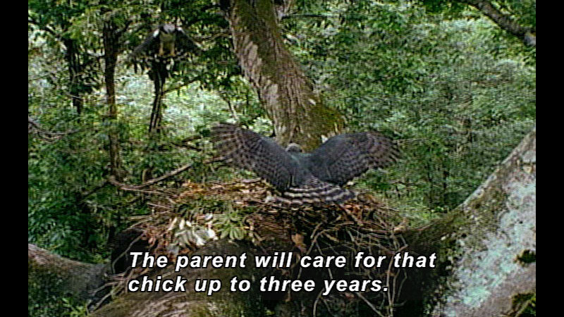 Bird with wings spread on a nest. Caption: The parent will care for that chick up to three years.