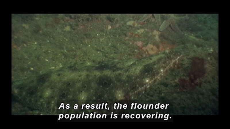 Still image from Wild Chronicles: Summer Flounder And Fishing Regulations