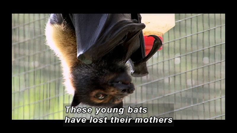 A bat hanging upside down in a cage. Caption: These young bats have lost their mothers