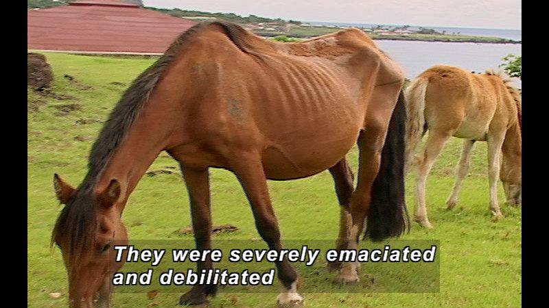 A horse with patchy fur, visible ribs, and a short mane grazing in a field. Caption: They were severely emaciated and debilitated