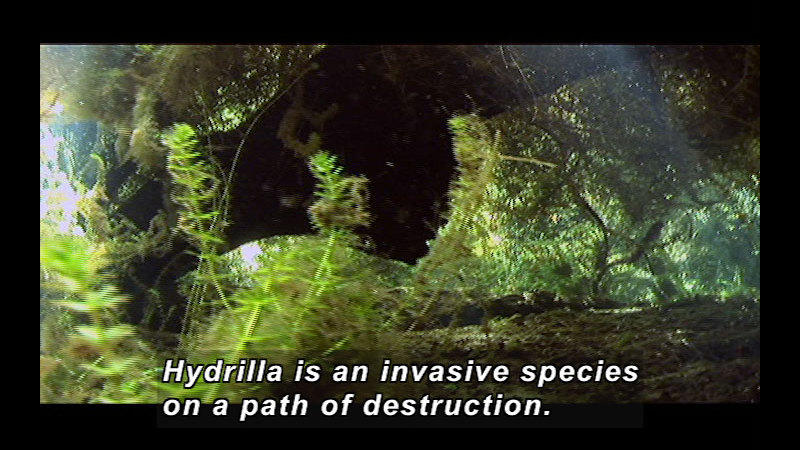 Still image from Wild Chronicles: Hydrilla