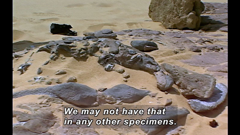 Still image from Wild Chronicles: Dinosaurs In Niger