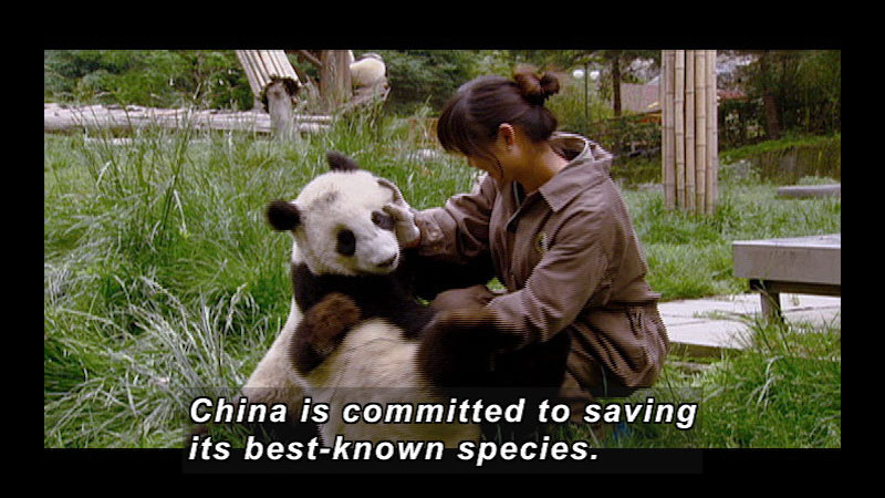 Person playing with pandas. Caption: China is committed to saving its best-known species.