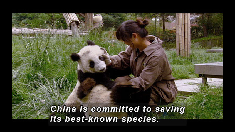 Still image from Wild Chronicles: Earthquake Impact On China's Panda Reserve