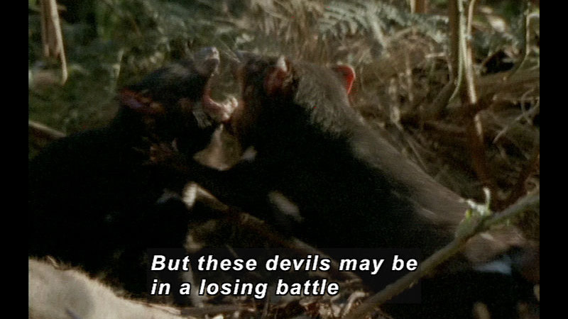 Still image from Wild Chronicles: Tasmanian Devil