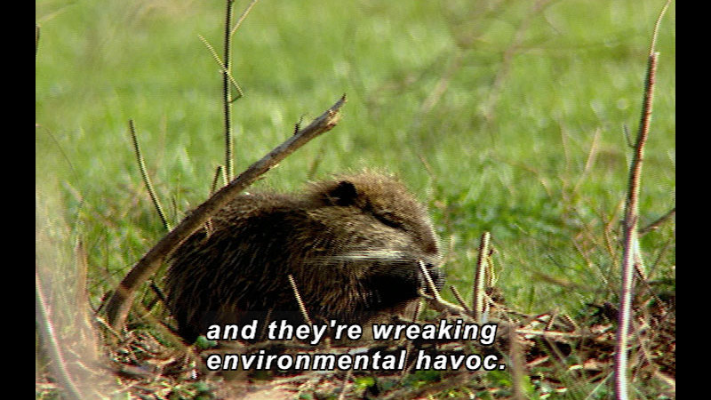A nutria crouching in a pile of brush and eating. Caption: and they're wreaking environmental havoc.