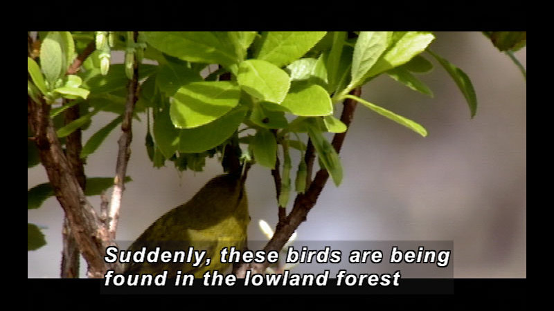 A yellowish-green bird sits on a branch surrounded by foliage. Caption: Suddenly, these birds are being found in the lowland forest