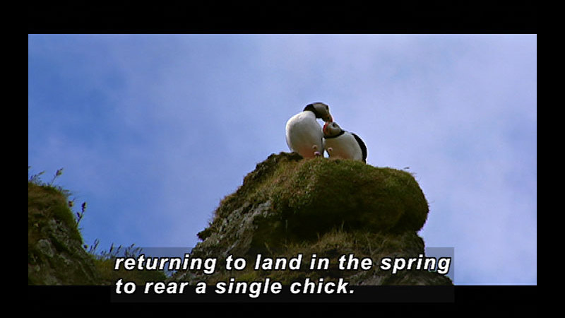 A pair of white bird with black head and back and an orange beak sit in on a mossy rock. Caption: returning to land in the spring to rear a single chick.