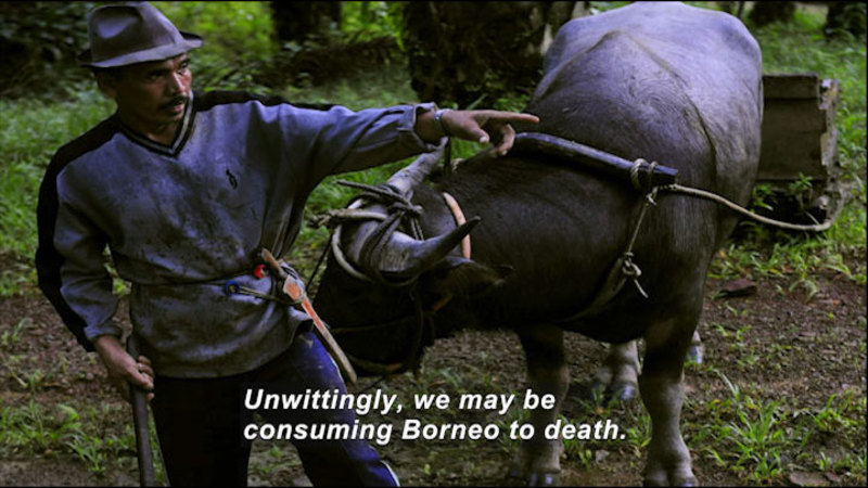 Person walking in front of an oxen pulling a cart through a forest. Caption: Unwittingly, we may be consuming Borneo to death.