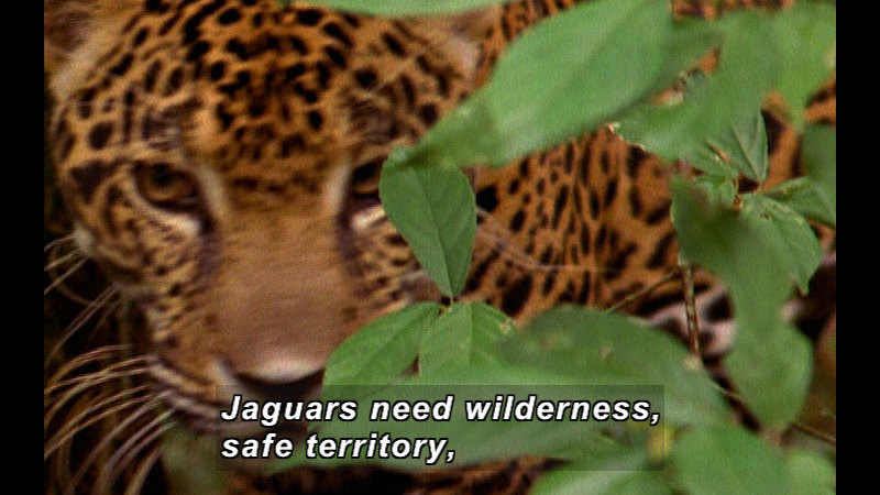 Closeup of a jaguar. Caption: Jaguars need wilderness, safe territory,