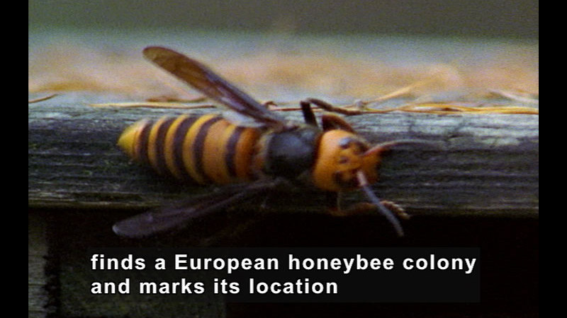 Closeup of a black and yellow insect with stripes on the thorax. Caption: finds a European honeybee colony and marks its location