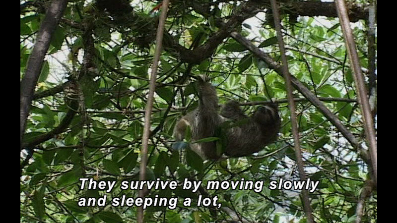 A sloth hangs from a tree. Caption: They survive by moving slowly and sleeping a lot,