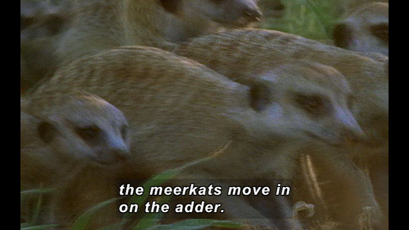A group of small, rodent-like animals. Caption: the meerkats move in on the adder.