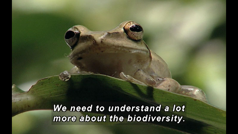 Closeup of a partially translucent frog on a leaf. Caption: We need to understand a lot more about biodiversity.