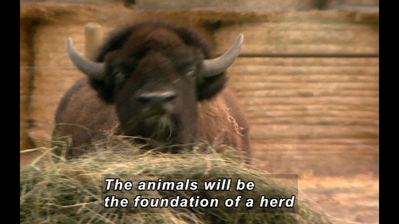 A bison eats from a pile of hay. Caption: The animals will be the foundation of a herd.