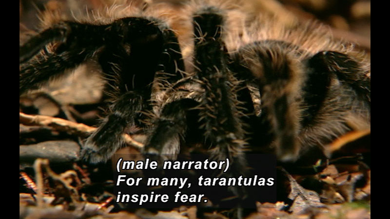 Closeup of a large black spider covered in light brown hair. Caption: (male narrator) For many, tarantulas inspire fear.