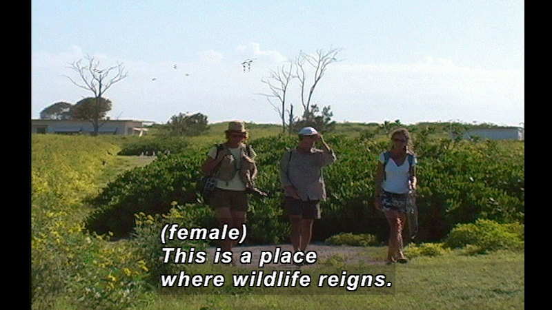 People walking through green bushes with a building in the background. Caption: (female) this is a place where wildlife reigns.