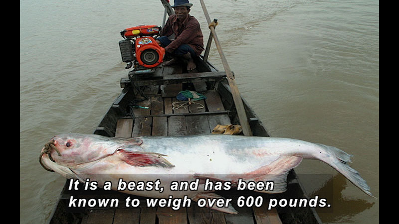 Person in a small wooden boat with a large fish across the width of the boat. Caption: It is a beast, and has been known to weigh over 600 pounds.