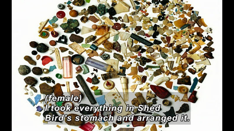 Items such as broken lighters, bottle caps, plastic pieces, and other unidentifiable debris arranged in a circle. Caption: (female) I took everything in Shed Bird's stomach and arranged it.