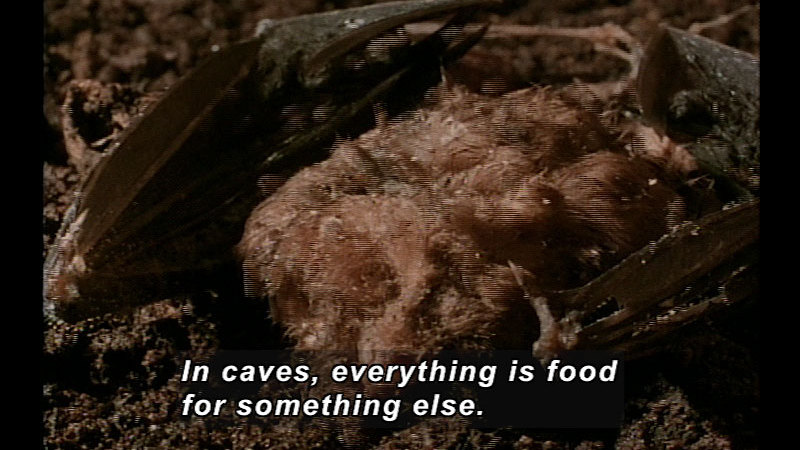 Closeup of the partially decayed carcass of a bat on the ground. Caption: In caves, everything is food for something else.