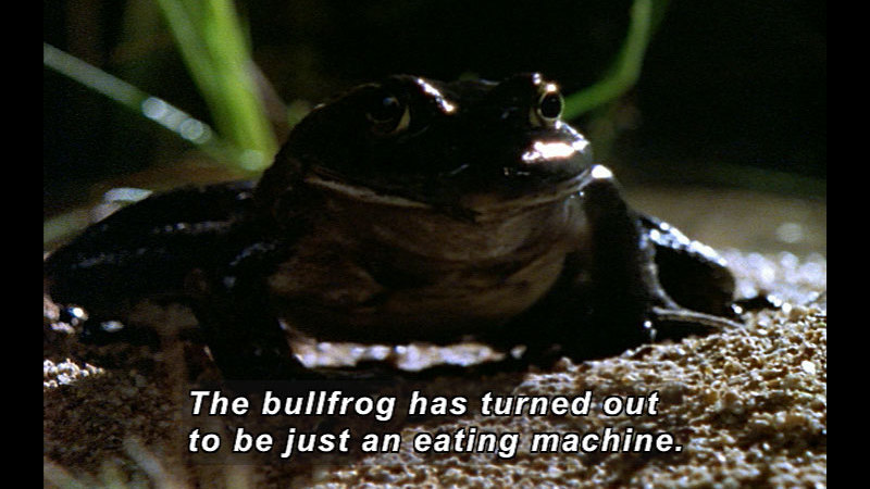 Closeup of a frog. Caption: The bullfrog has turned out to be just an eating machine.