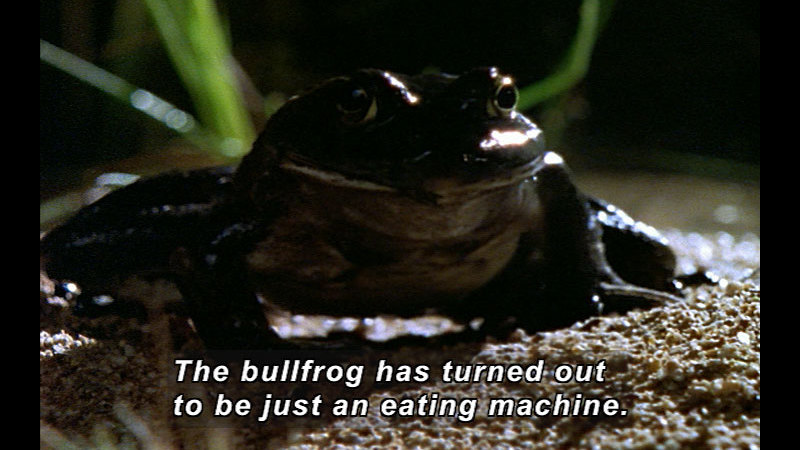 Still image from Wild Chronicles: Bullfrogs Invade Arizona