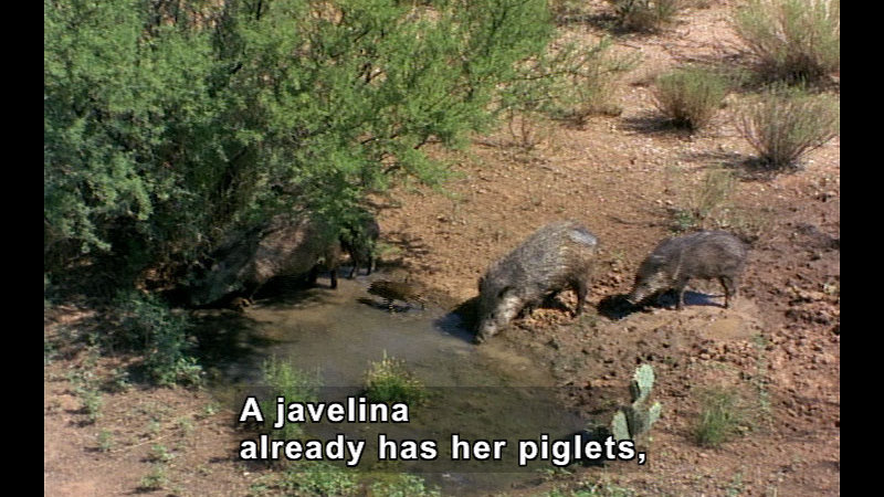 Several adult and baby pigs drink from a small waterhole. Caption: a javelina already has her piglets,