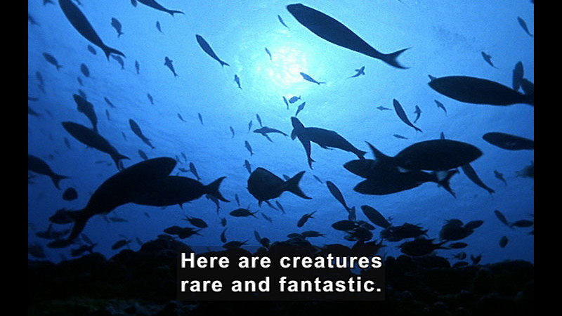 Multiple species of fish swimming in water as seen from below. Caption: Here are creatures rare and fantastic.