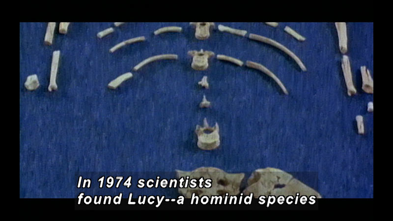 Bones of a skeleton laid out in relation to each other. Caption: In 1974 scientists found Lucy -- a hominid species